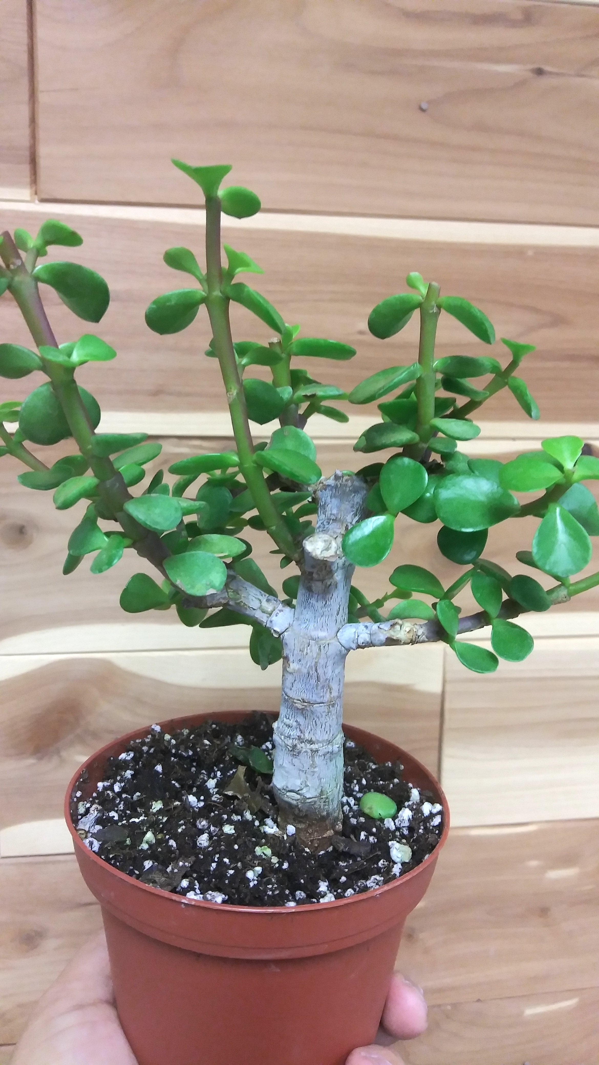 Portulacaria Afra Elephant Bush Tree | Ephemera Terrariums & Plant Shop