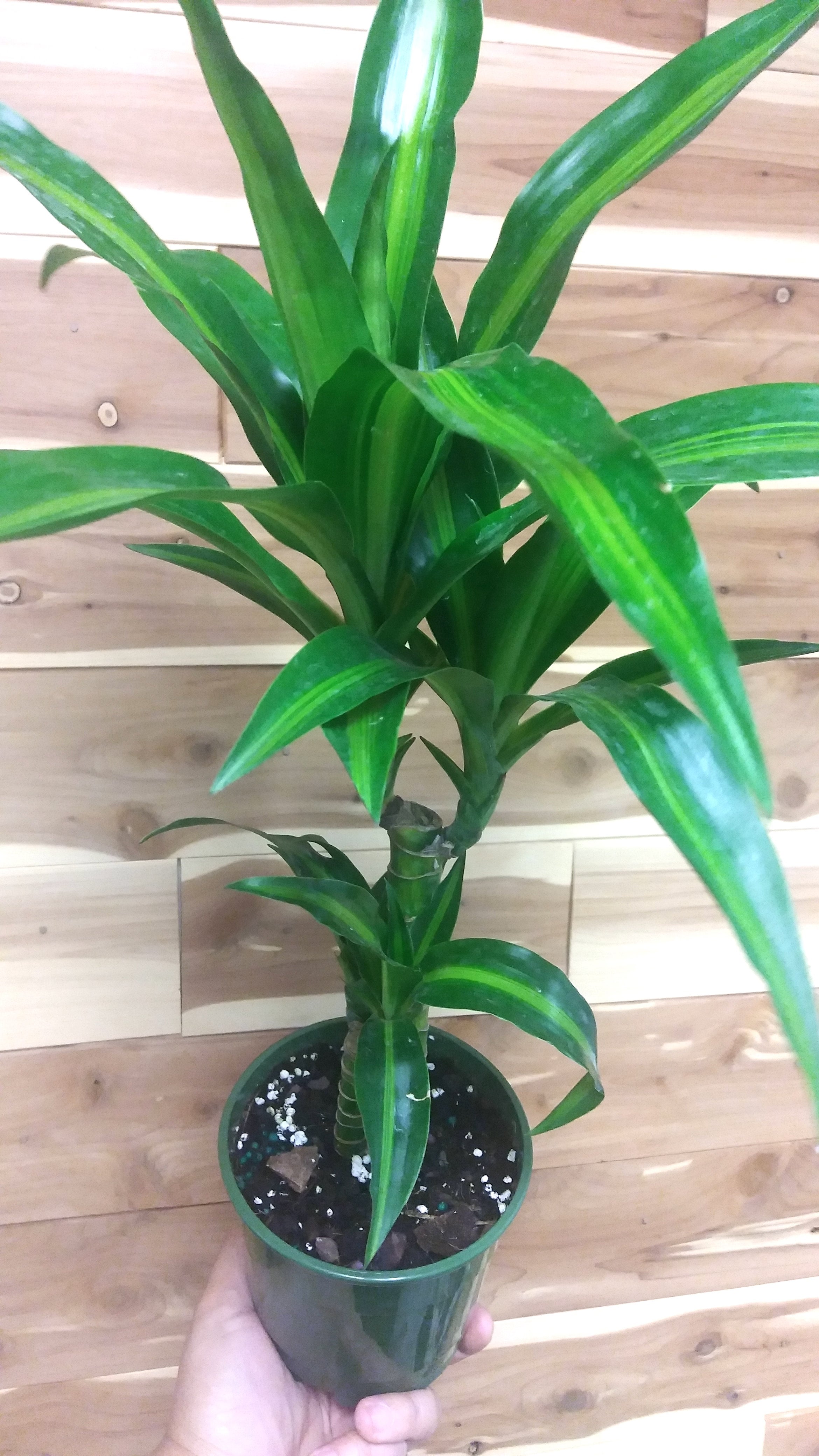 elefantenfuß groß preis Beaucarnea XXL | 180cm | Online kaufen main image 0