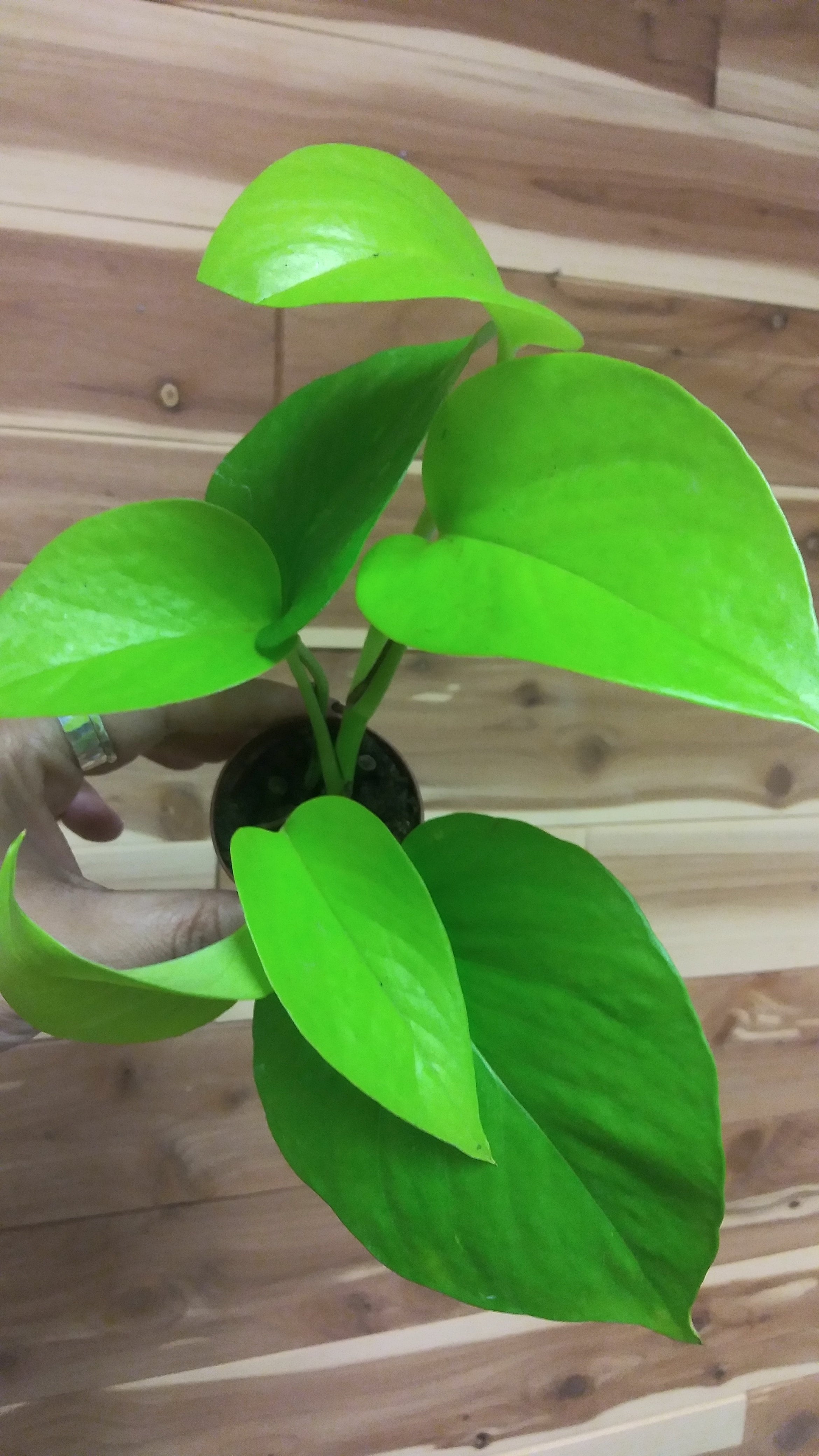 Pothos + Philodendron + Scindapsus Pictus Varieties 2" Pot