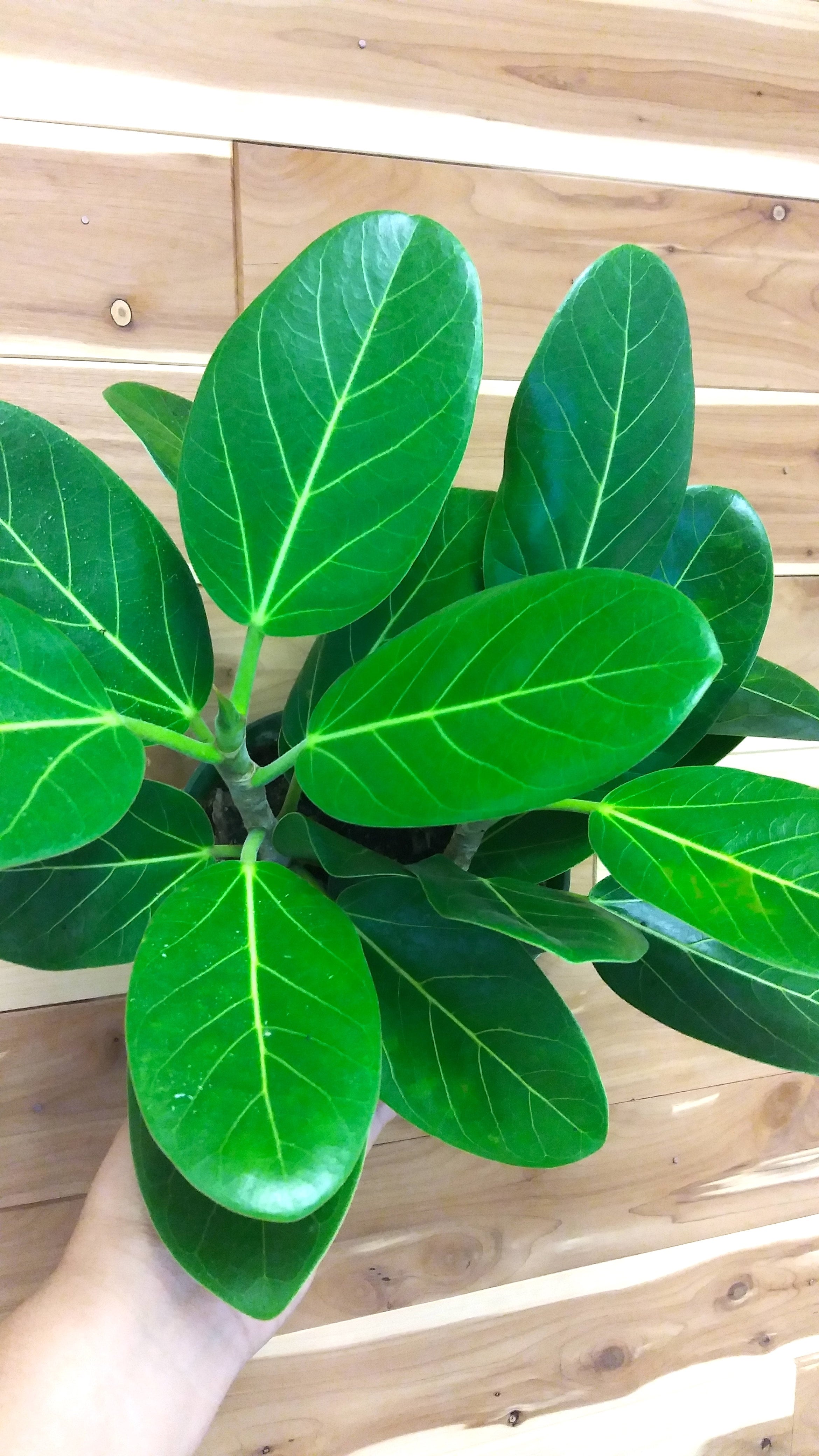 vigoro dracaena Draceana Green (Vigoro Dracaena Cintho Variegated )in growing pot – Plant  Club main image 1