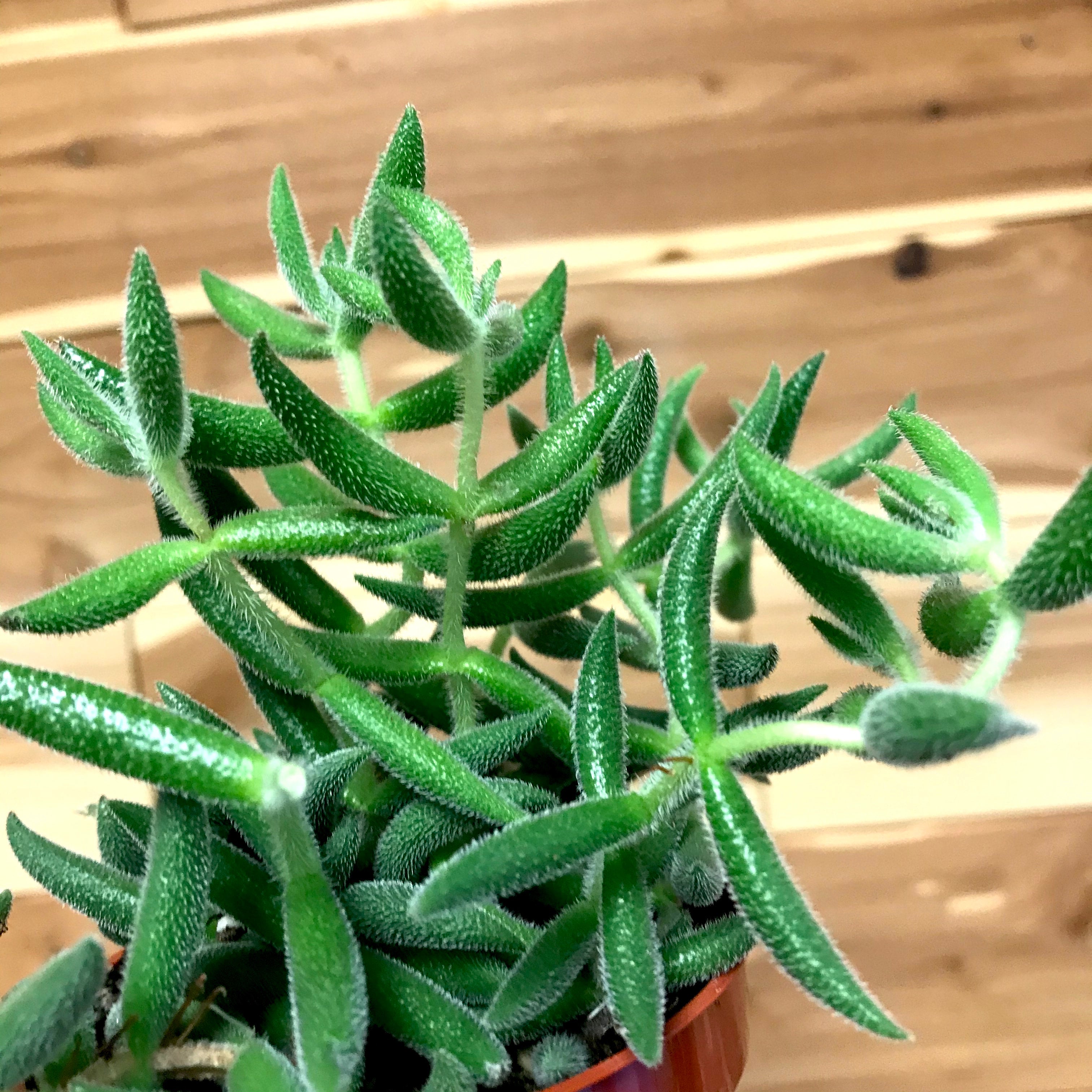 crassula-lanuginosa-mesembryanthemiodes-ephemera-terrariums-plant