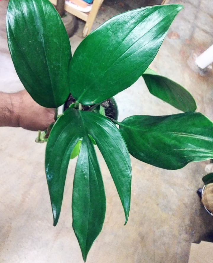 Philodendron Dragon Tail (Philodendron Decursiva) | Ephemera Terrariums &  Plant Shop