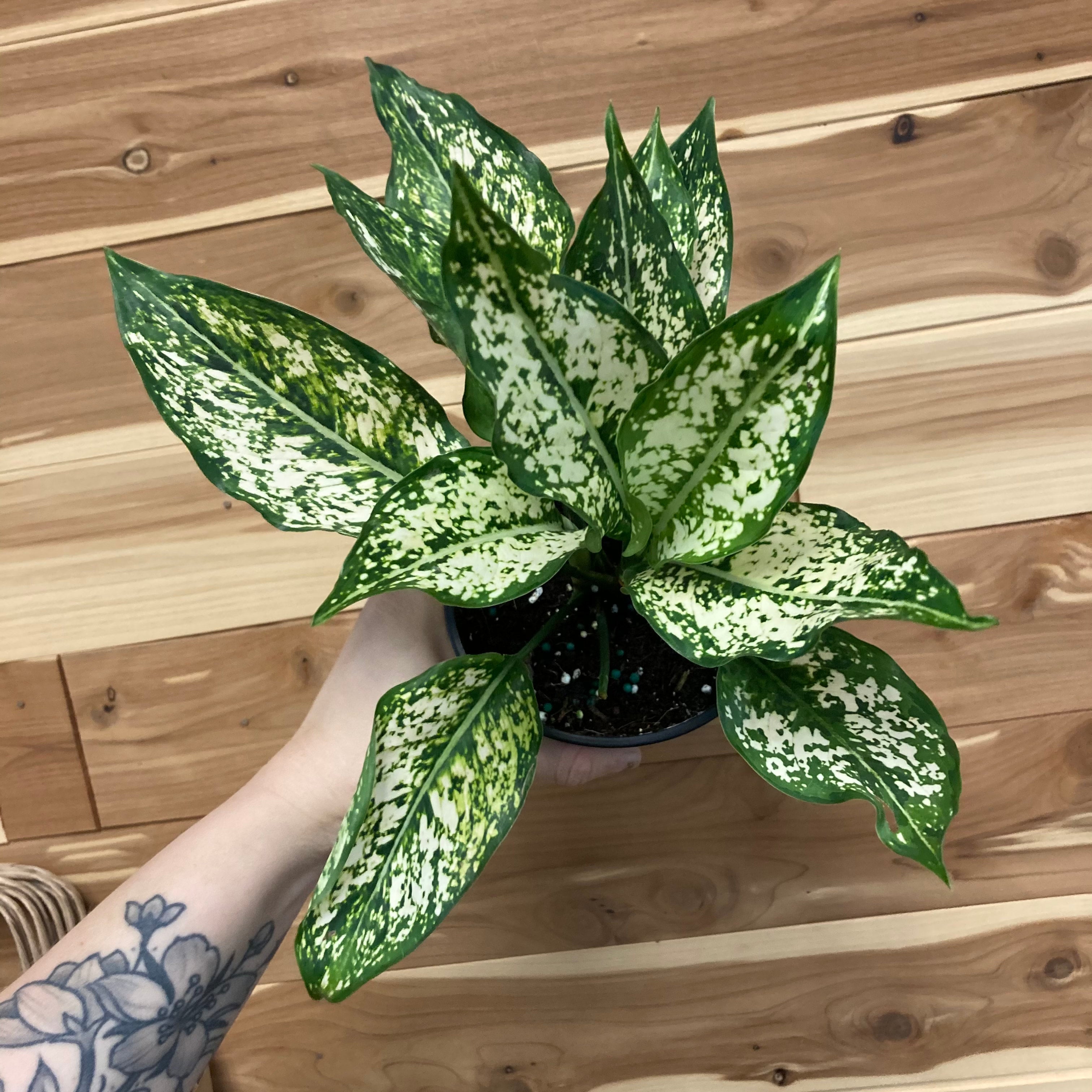 dracaena house plant Dracaena 'Tarzan' 14" Tree