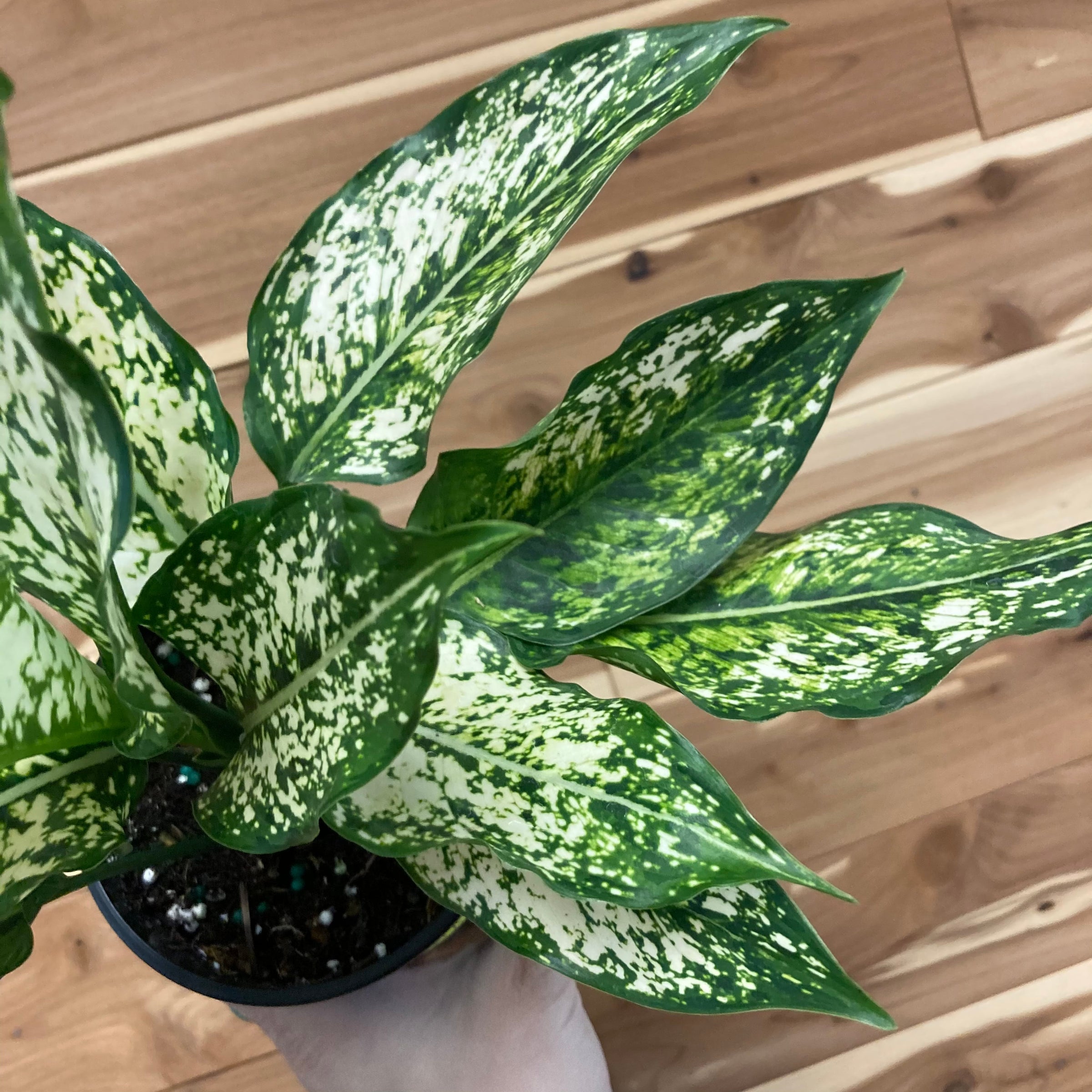 indoor house plant fertilizer Indoor Plant Food - Versatile, Bioavailable Liquid Fertilizer main image 0