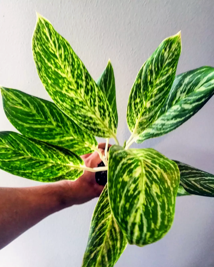 dracaena marginata. Dracaena marginata stump/character #5
