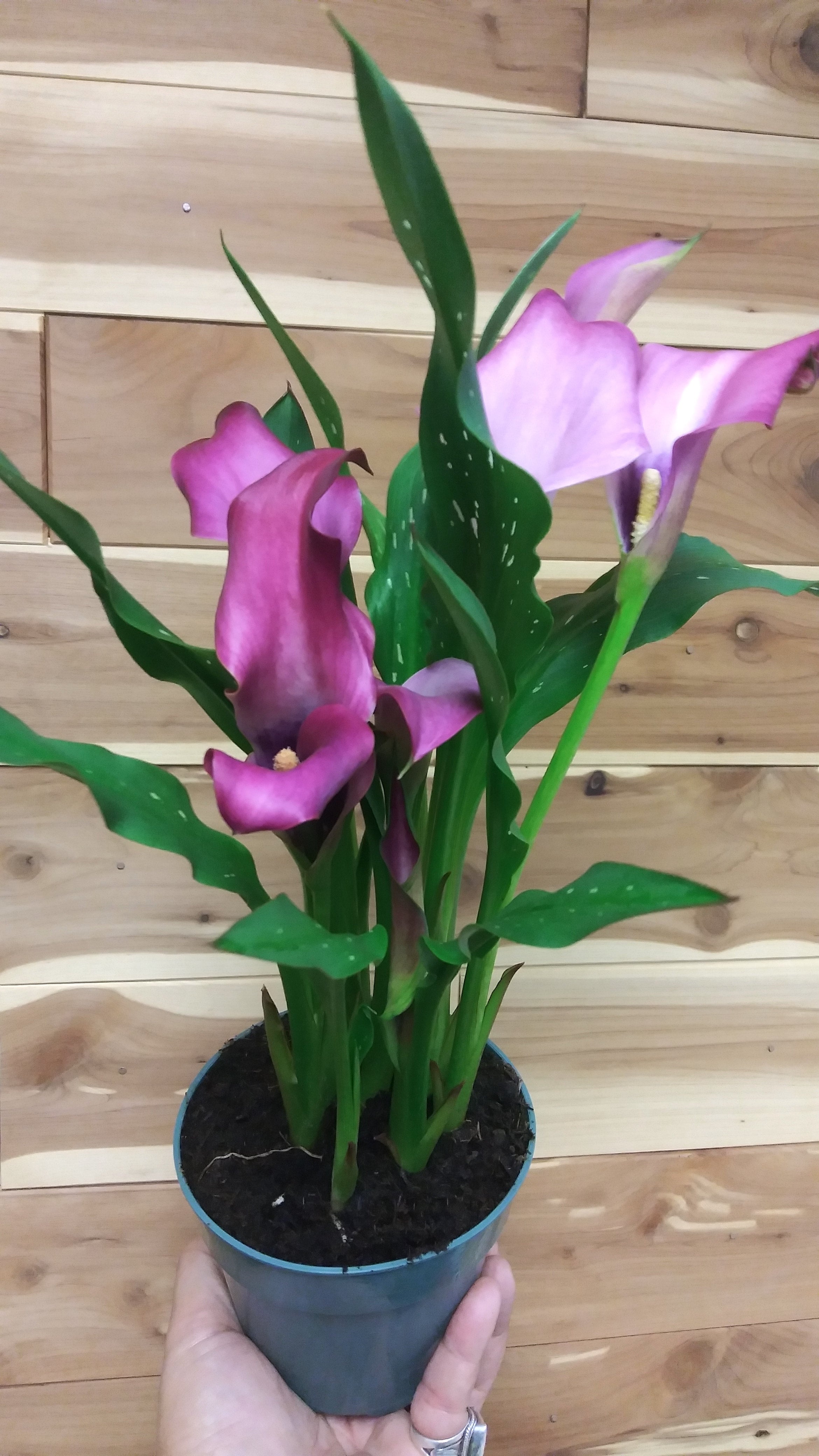 Plage calla lily ビスチェgray 新品 34 calla lily ビスチェ (black)（その他トップス）｜Plage