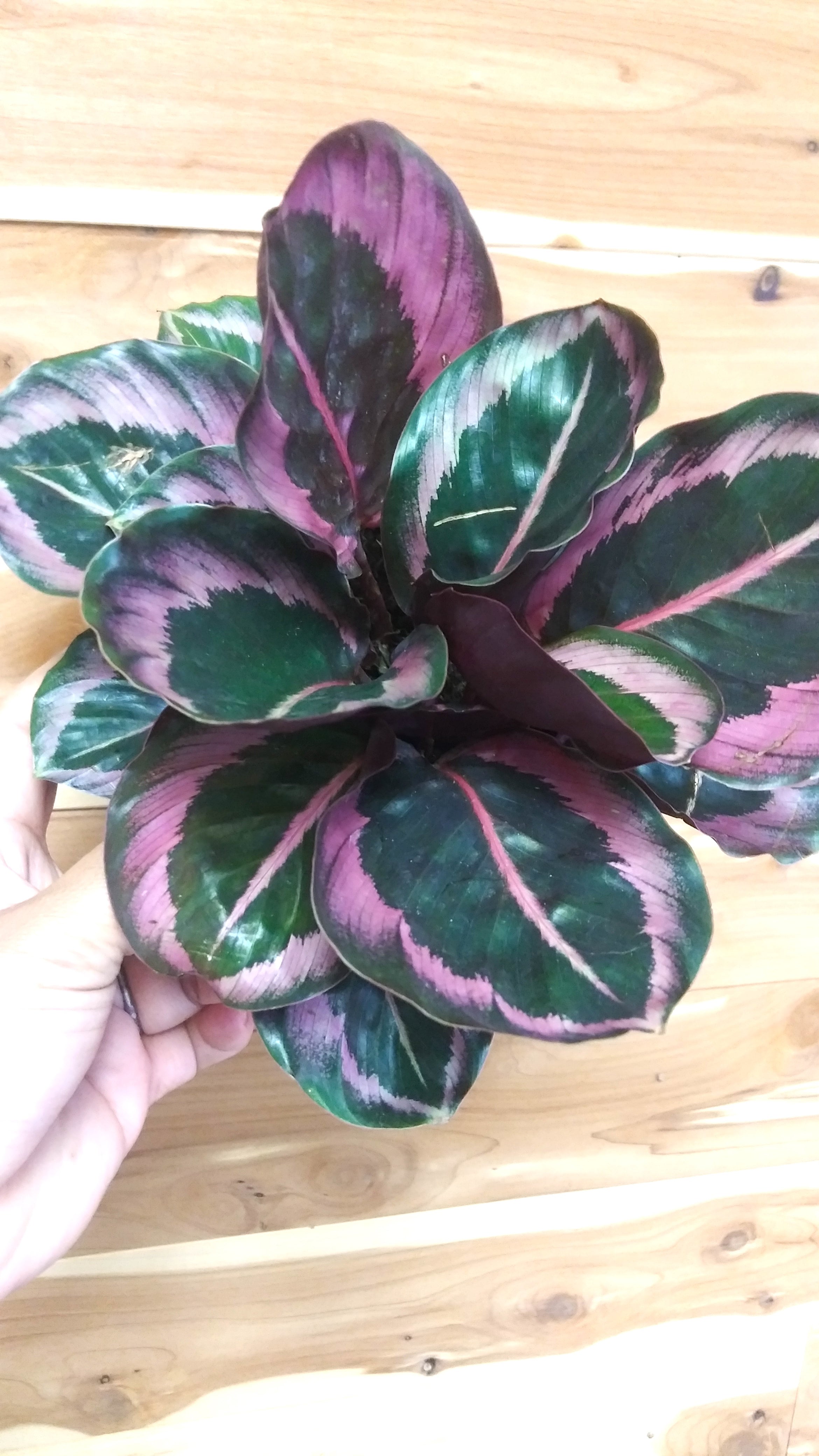 Calathea Roseopicta "Little Princess" 6" Pot