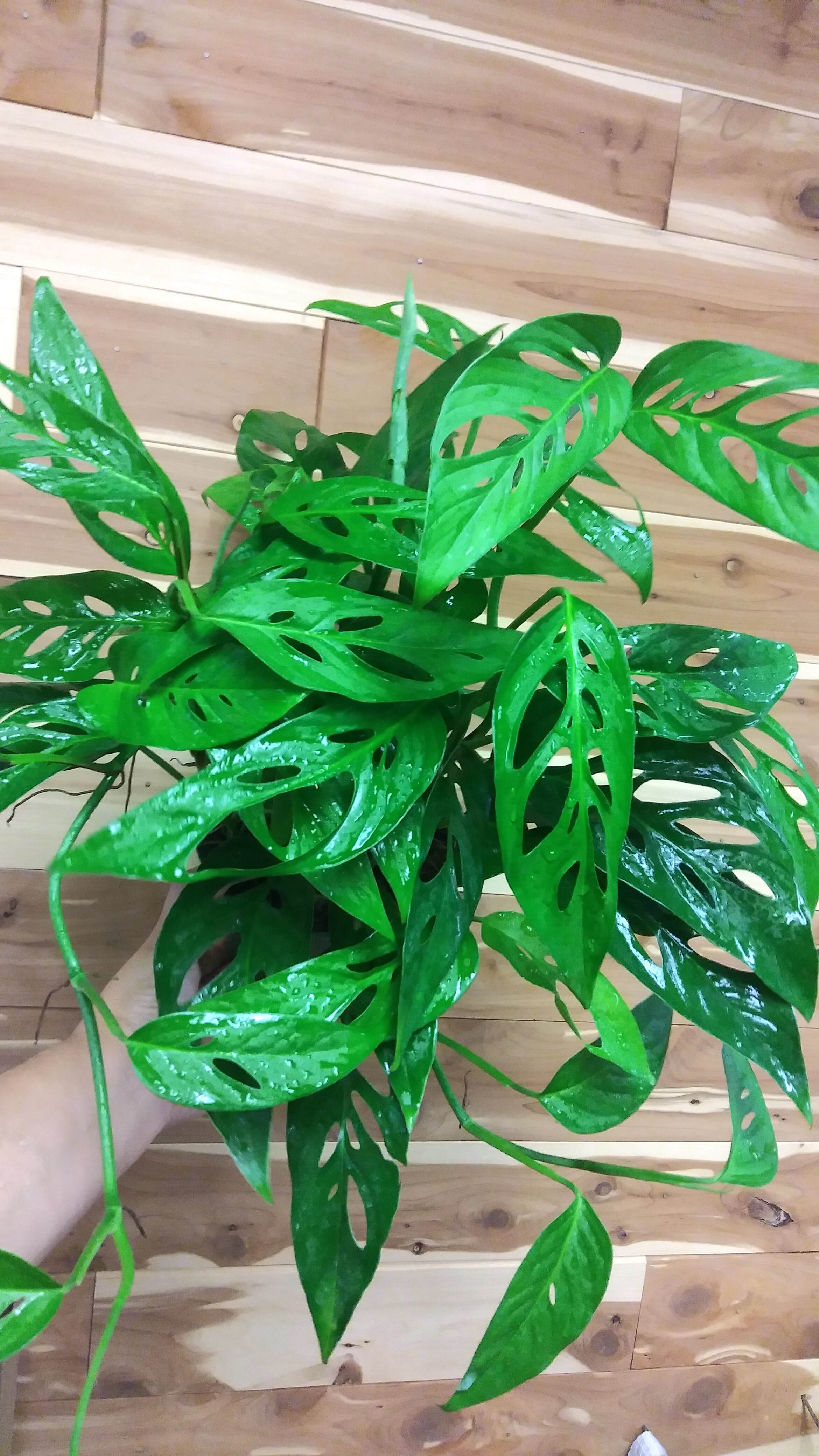 Monstera Swiss Cheese (monstera adansonii) Ephemera Terrariums