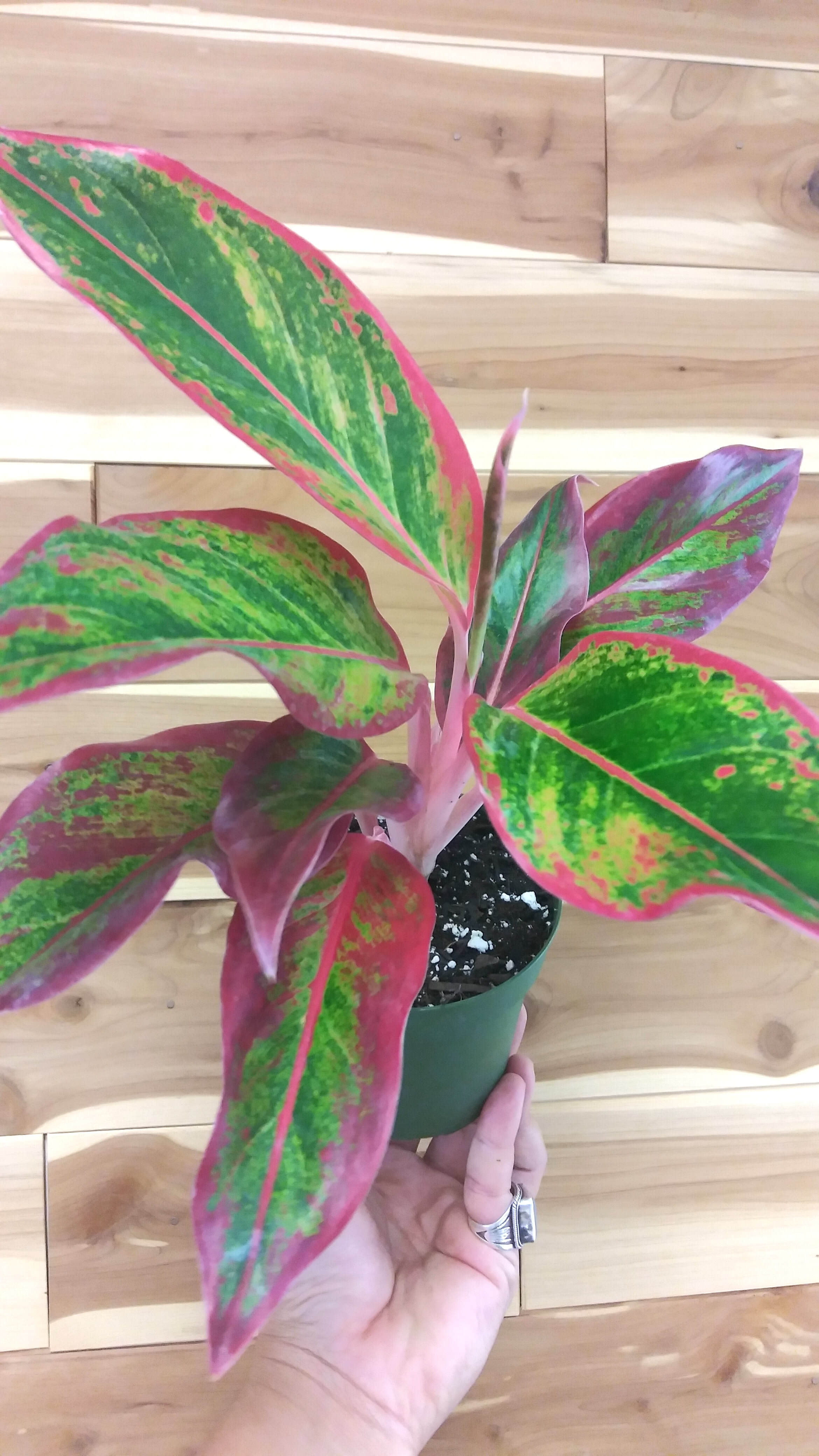 Aglaonema Siam Aurora Ephemera Terrariums & Plant Shop