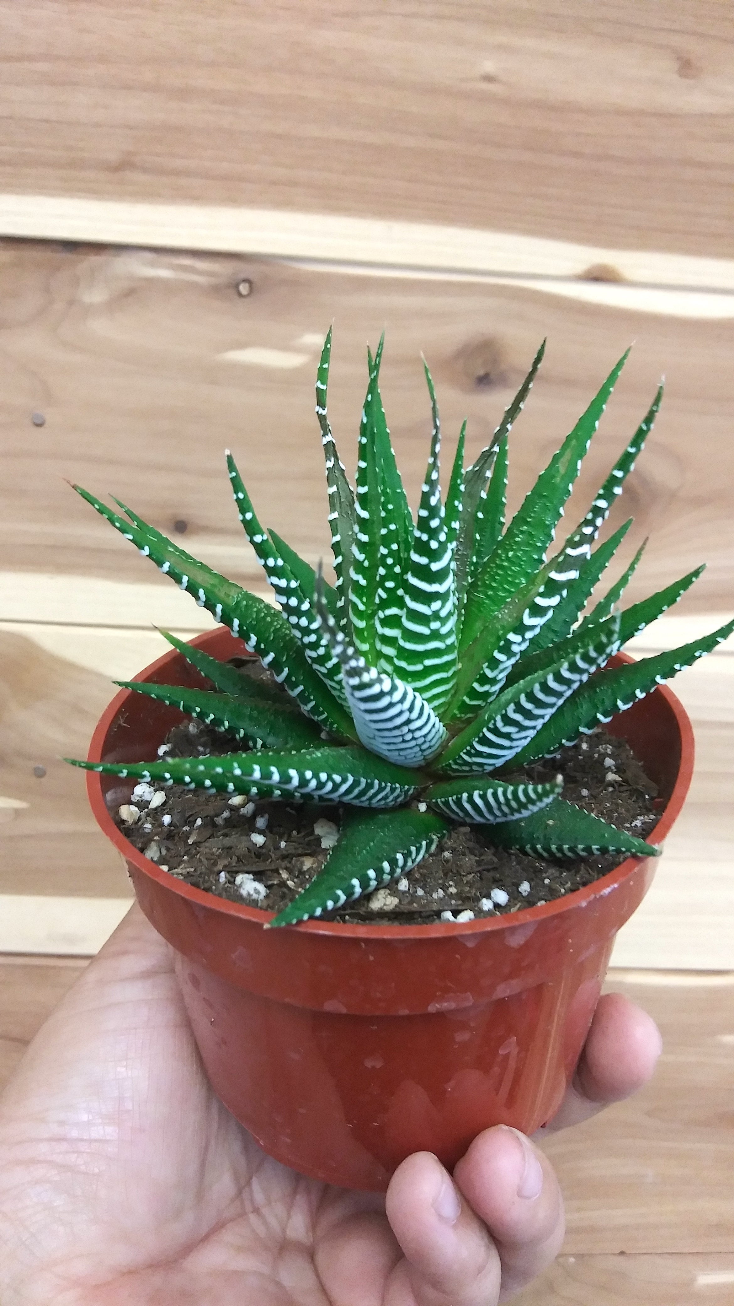 Haworthia Zebra (Haworthia fasciata) Ephemera Terrariums & Plant Shop