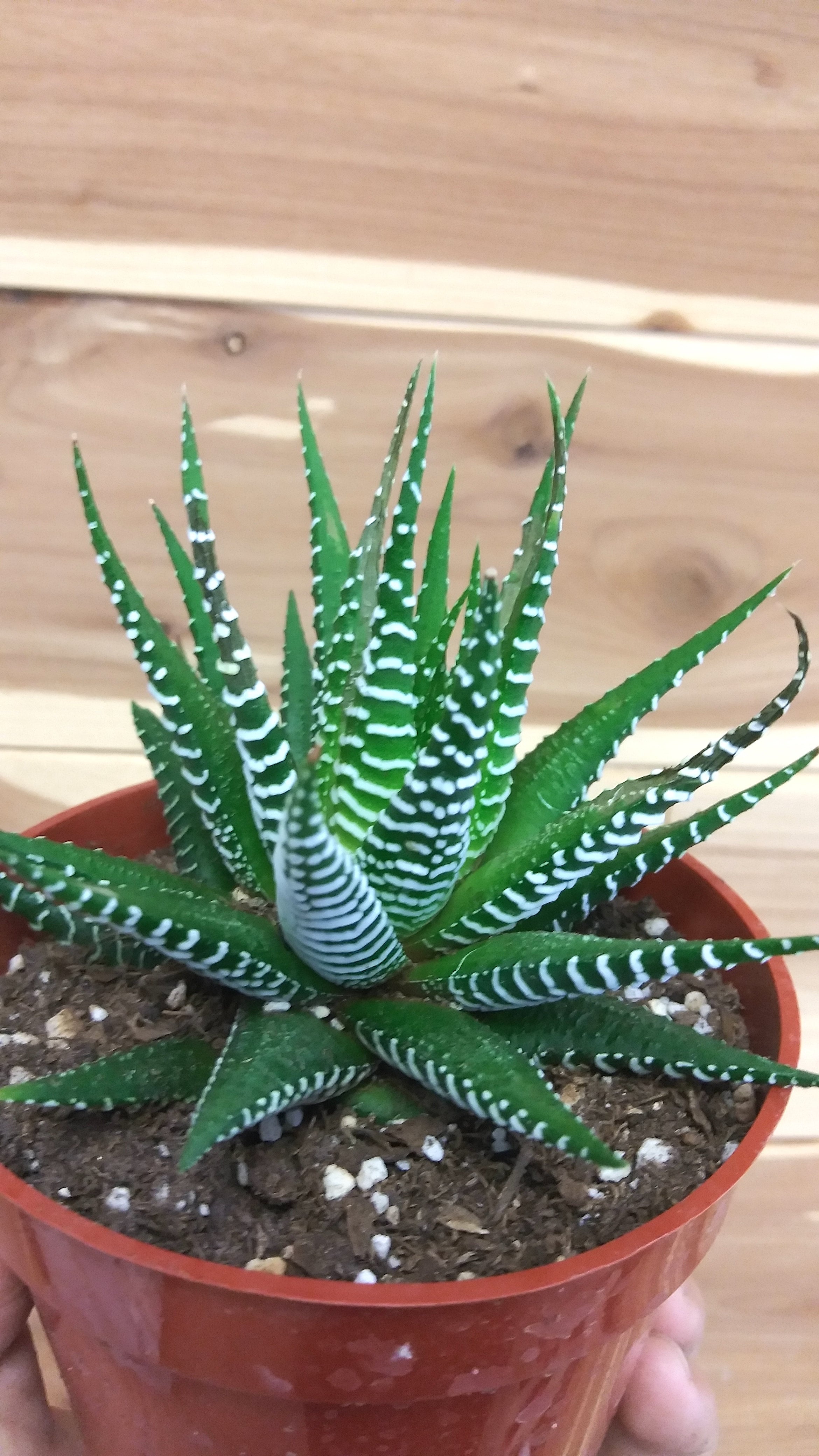 Haworthia Zebra (Haworthia fasciata) Ephemera Terrariums & Plant Shop