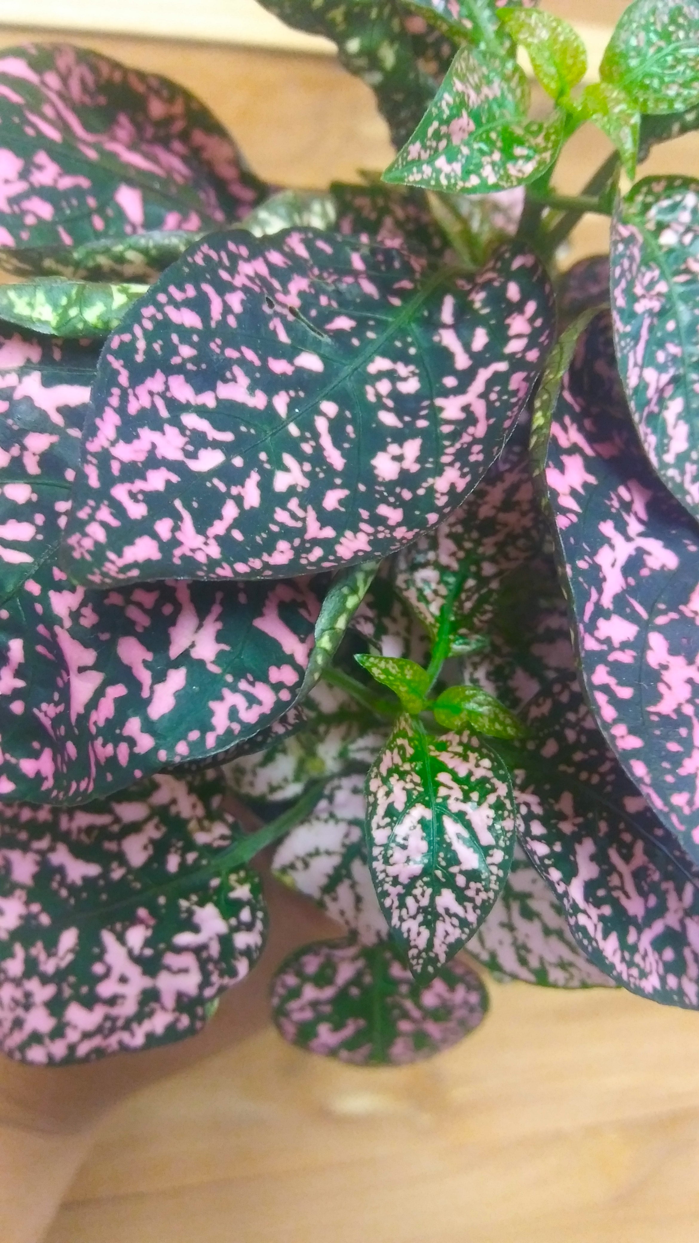 Polka Dot Plant 4 Pot (Hypoestes Phyllostachya aka Splash