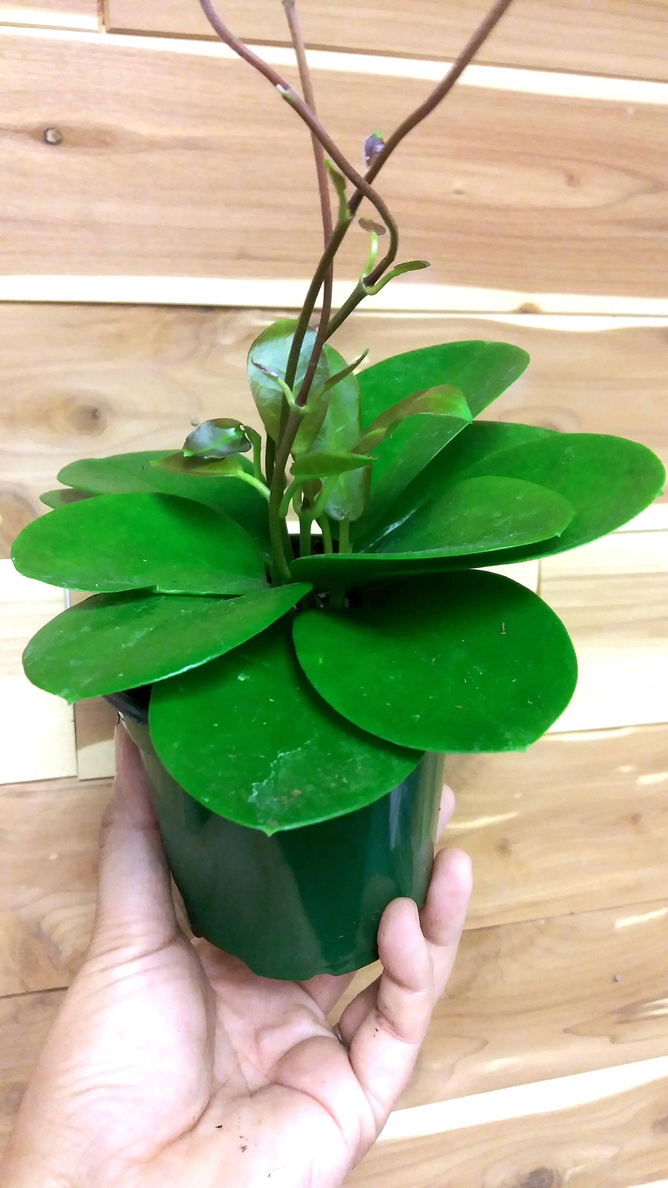 Hoya Australis Ephemera Terrariums & Plant Shop