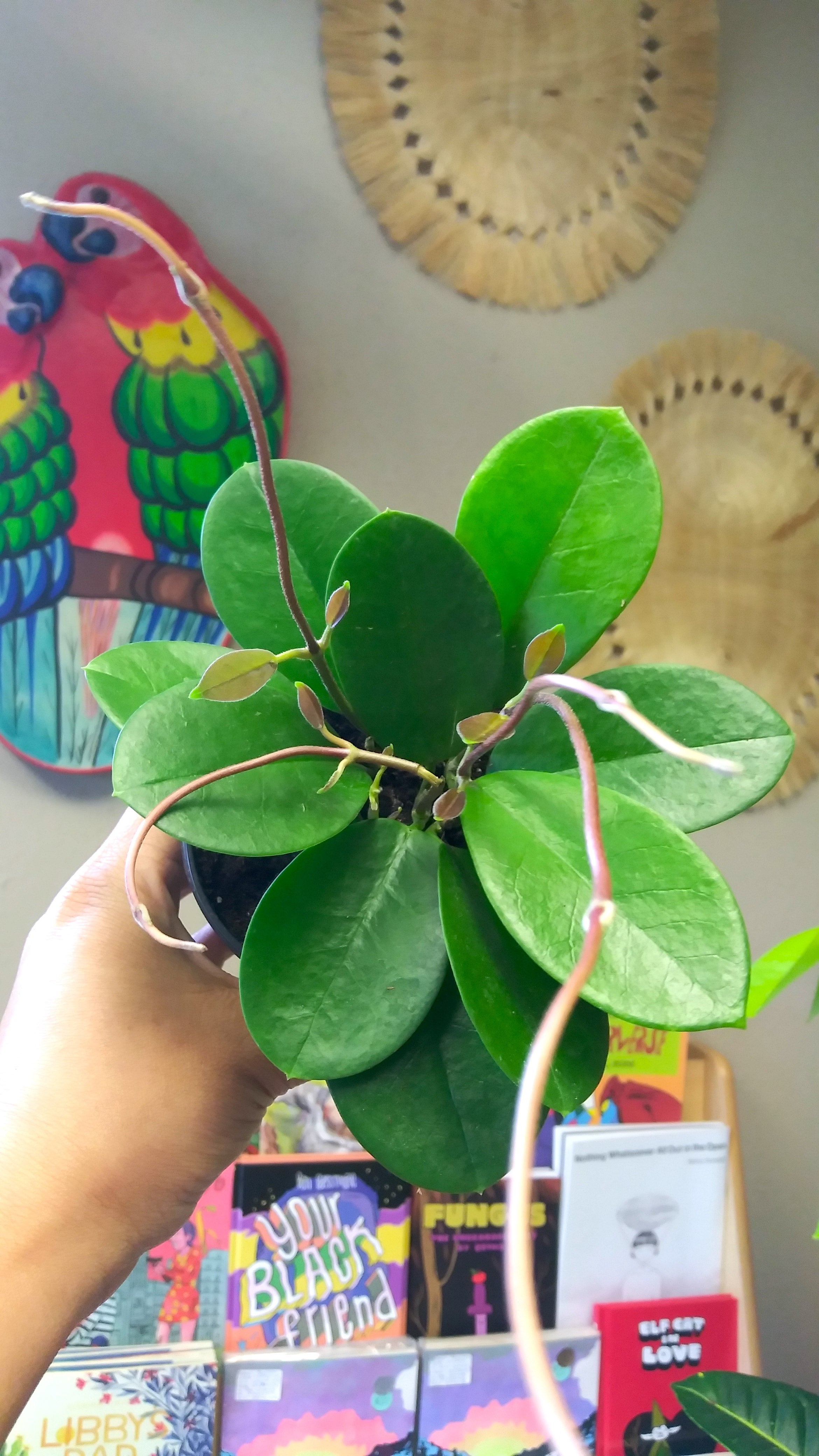 Hoya Australis Ephemera Terrariums & Plant Shop