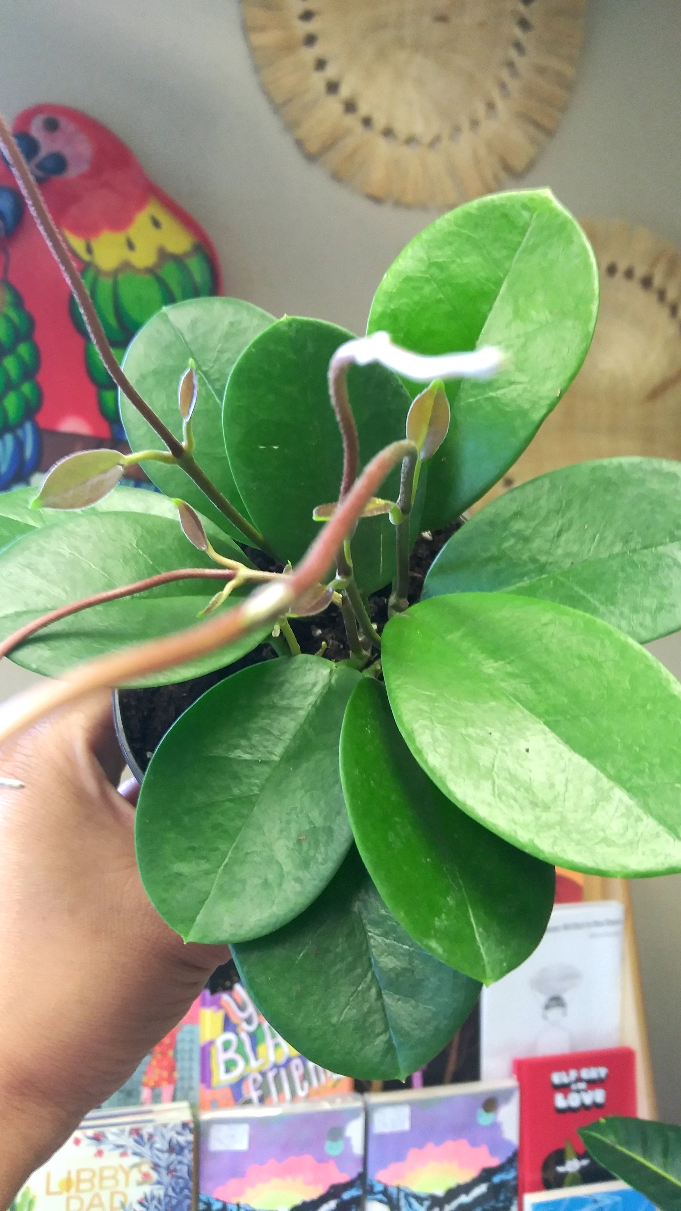 Hoya Australis Ephemera Terrariums & Plant Shop