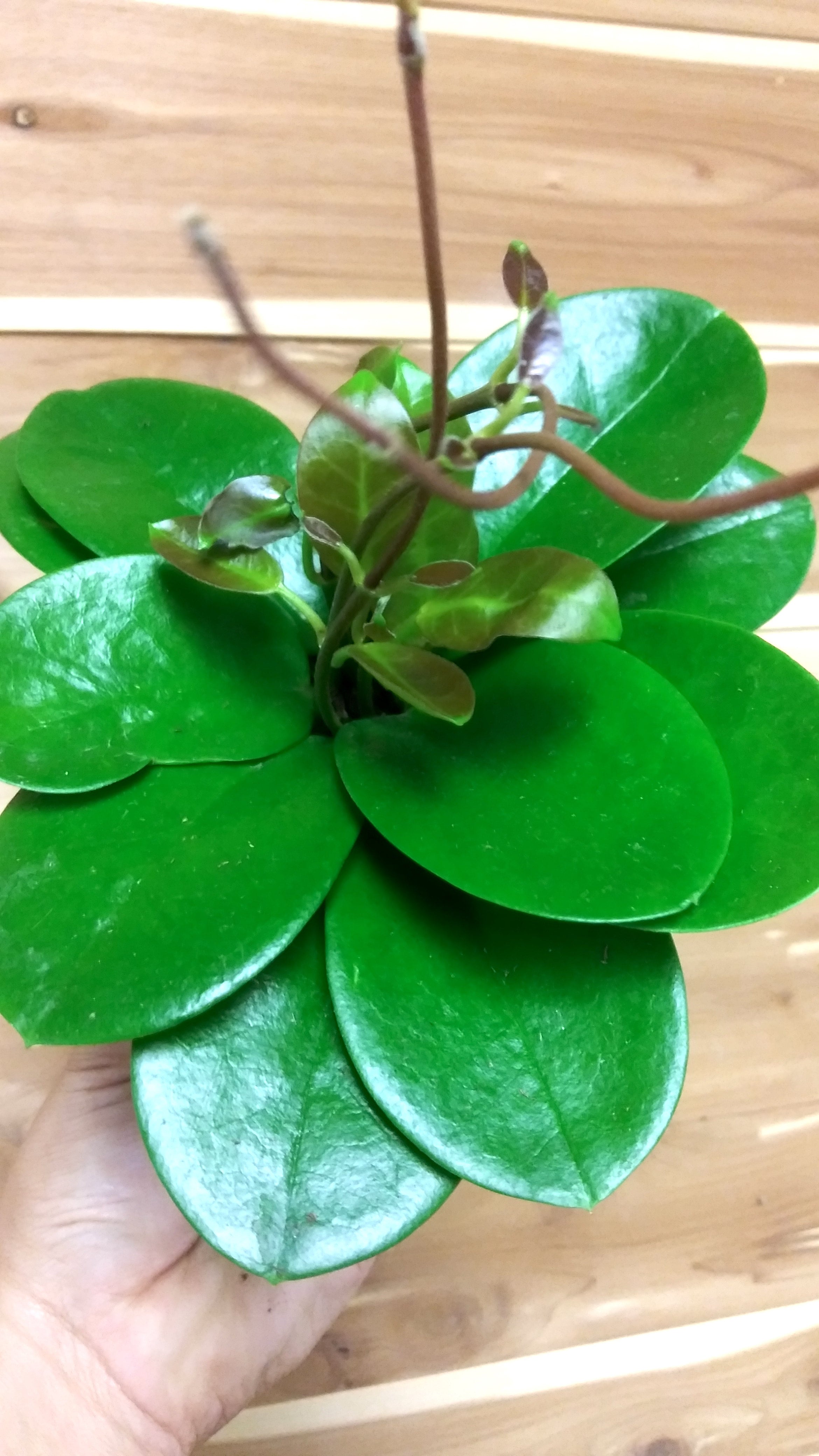 Hoya Australis Ephemera Terrariums & Plant Shop