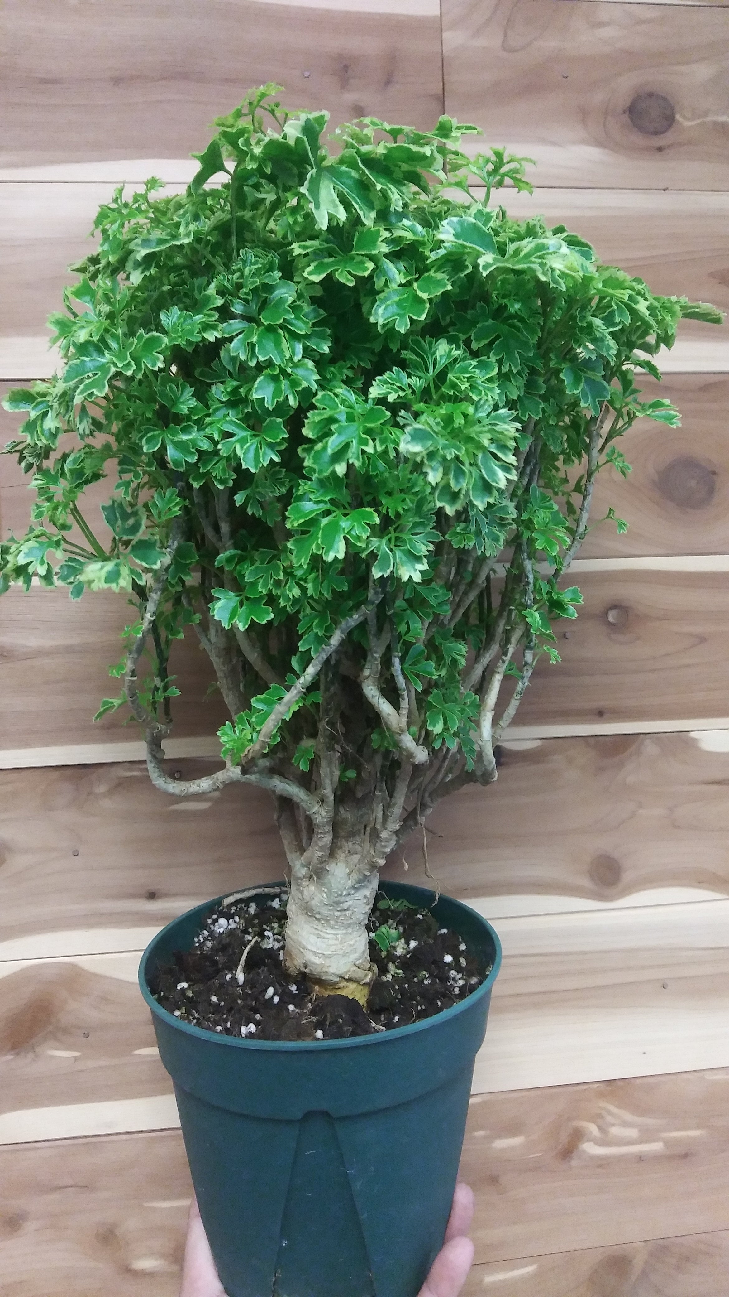 Aralia Ming Gold 6" Pot Ephemera Terrariums & Plant Shop