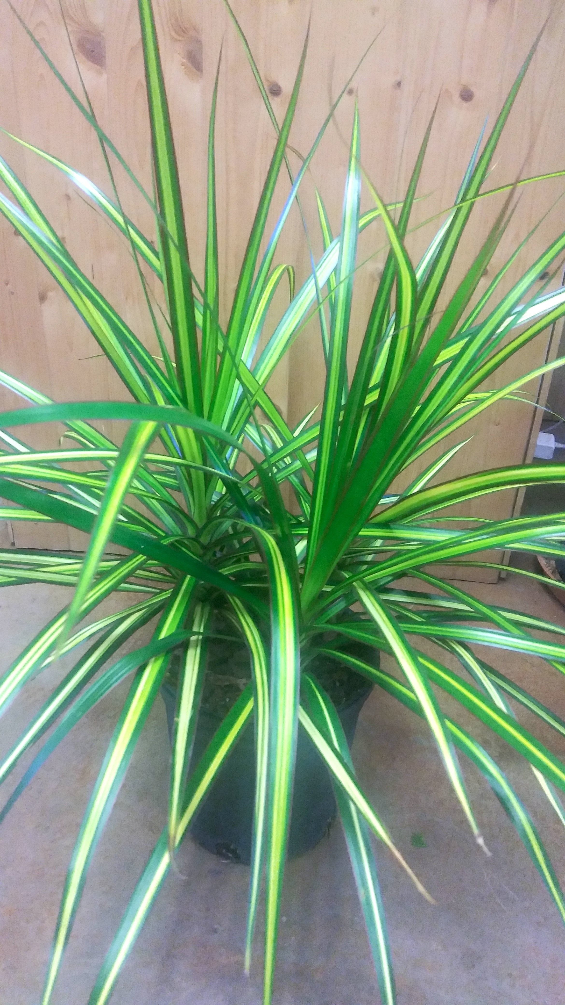 Dracena Marginata 'Sunshine/Kiwi' (Dragon Tree) Ephemera Terrariums