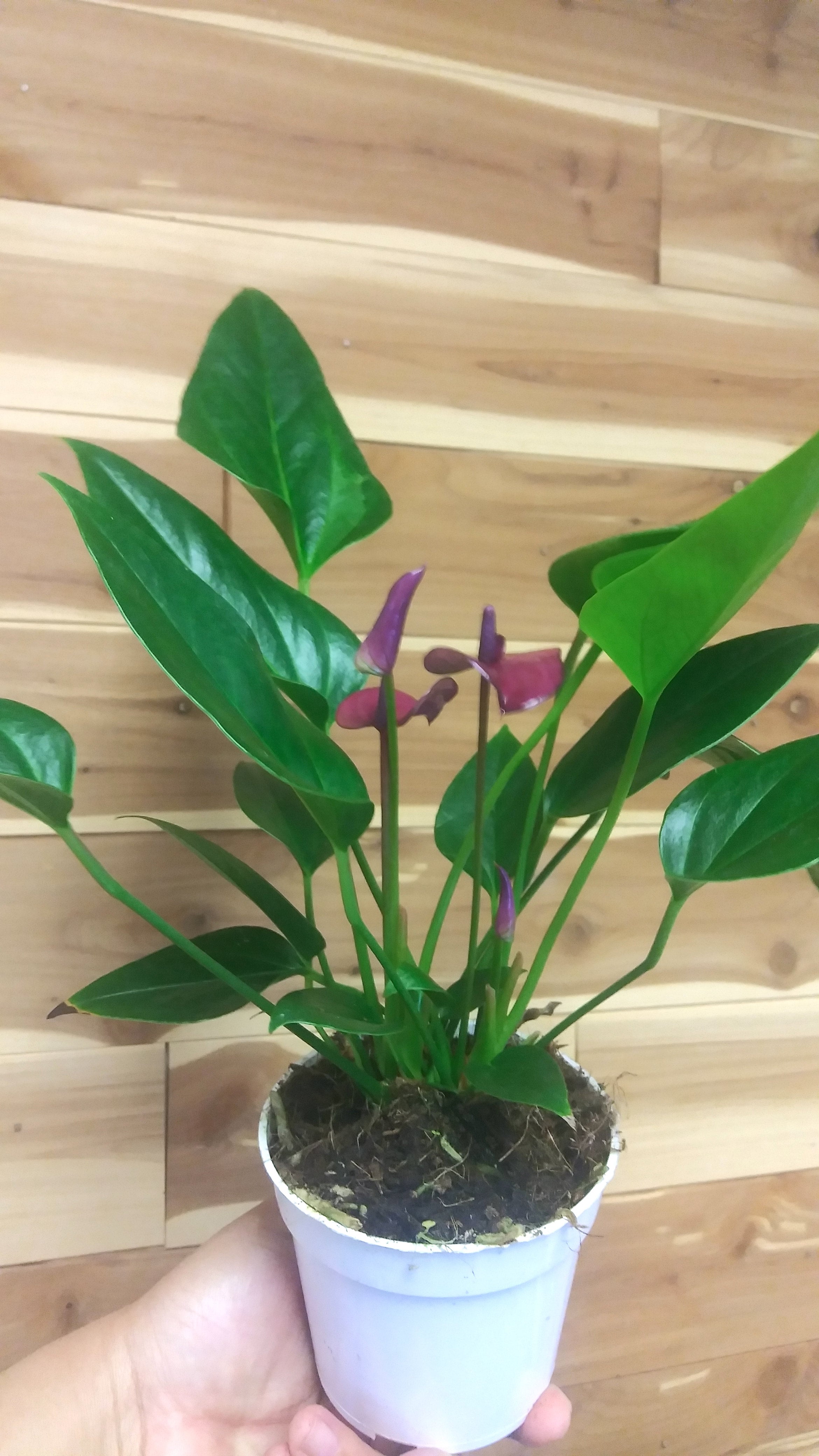 Anthurium Flamingo Flower Ephemera Terrariums & Plant Shop