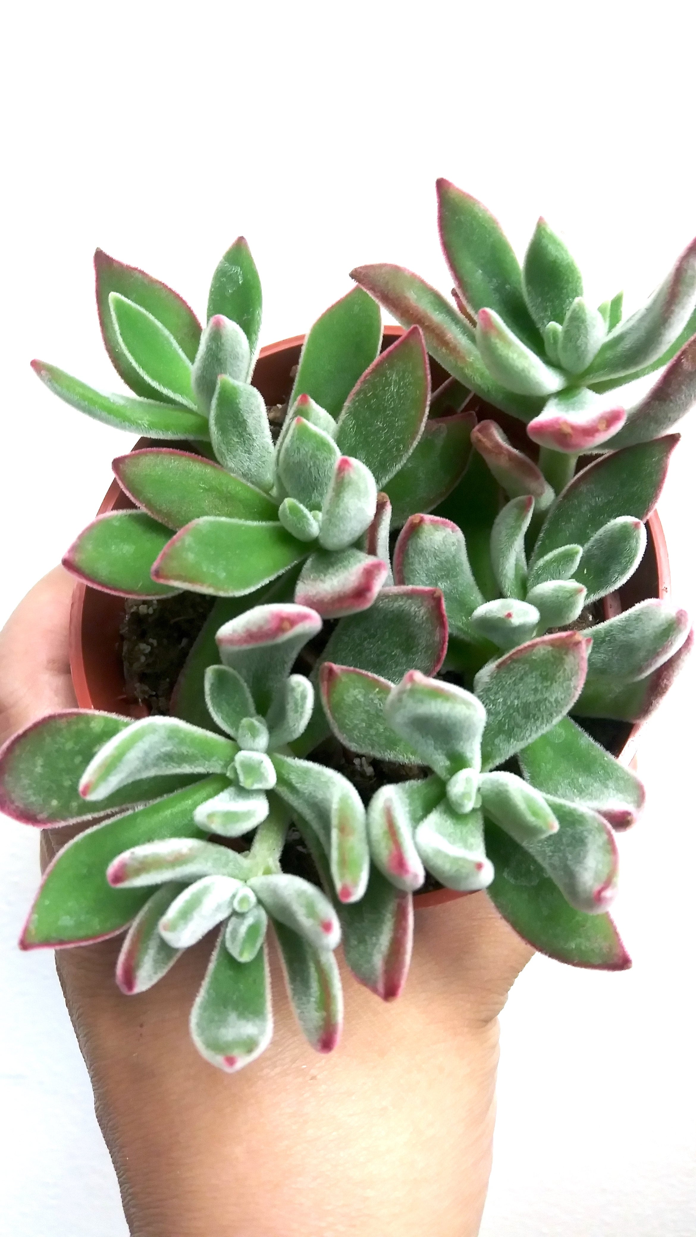 Echeveria Chenille Ephemera Terrariums & Plant Shop