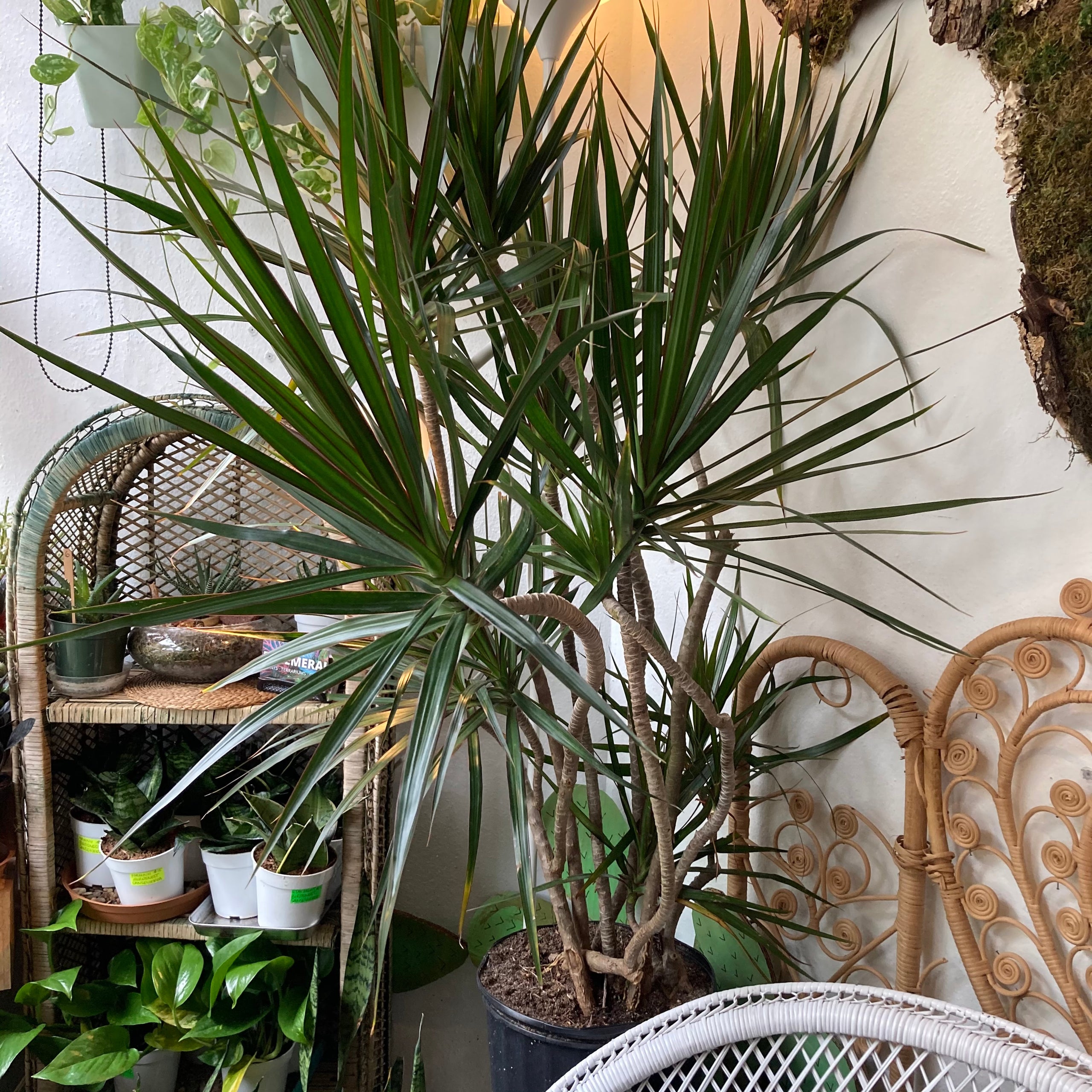 Dracena Marginata Tree 'Character'. Ephemera Terrariums & Plant Shop