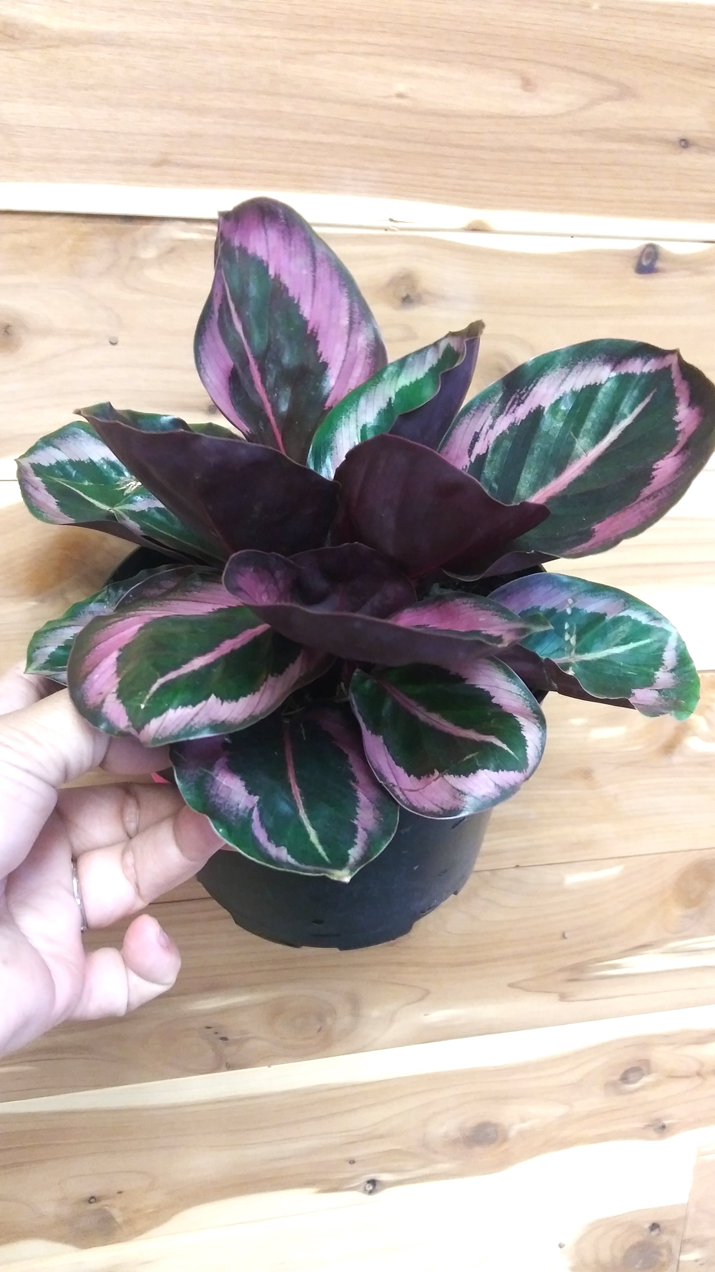 Calathea Roseopicta "Little Princess" 6" Pot Ephemera Terrariums