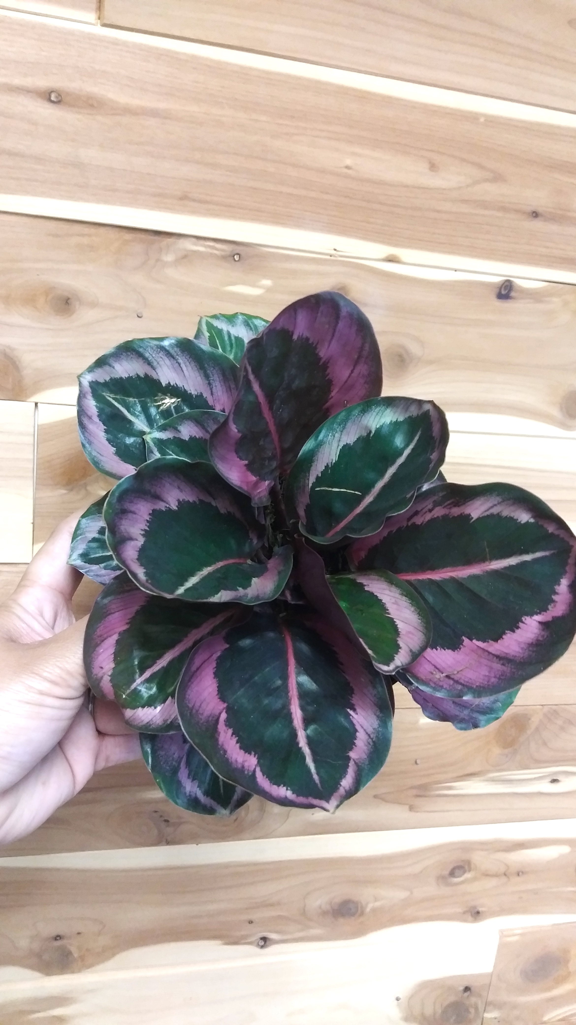 Calathea Roseopicta "Little Princess" 6" Pot Ephemera Terrariums & Plant Shop