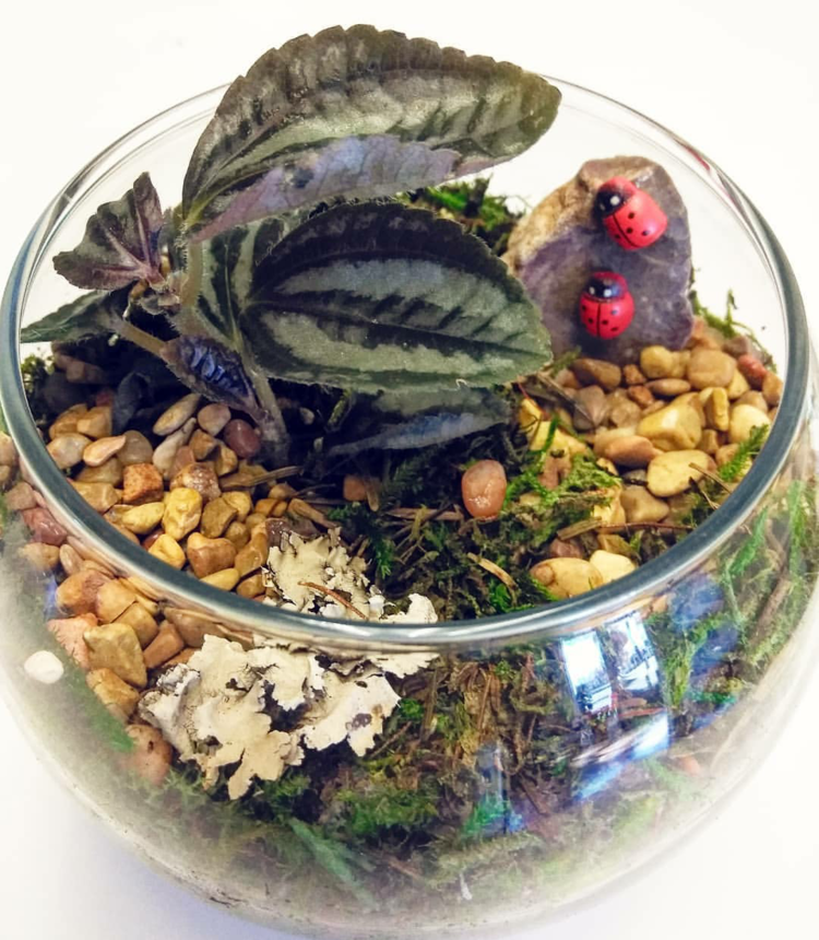 Readymade Bubble Bowl Terrarium Ephemera Terrariums & Plant Shop