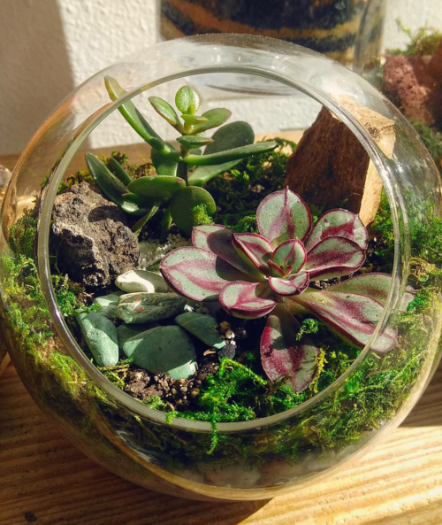 Readymade Side Hole Orb Terrarium Ephemera Terrariums & Plant Shop