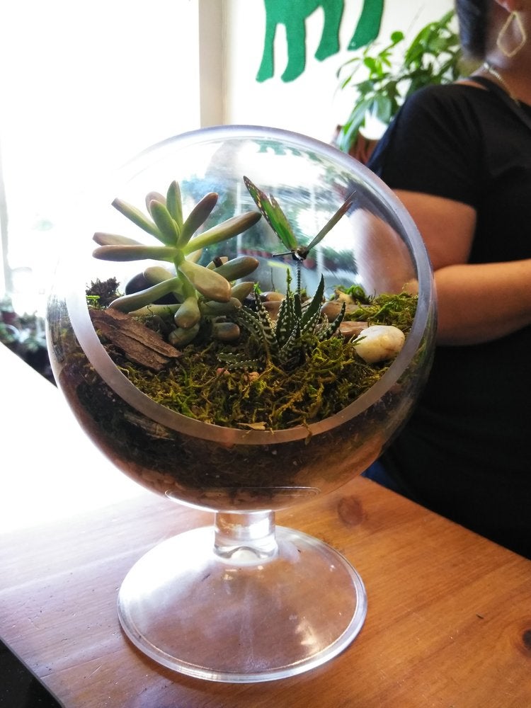 Readymade Large Pedestal Terrarium Ephemera Terrariums & Plant Shop