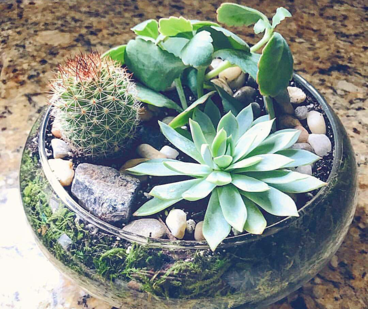 Readymade Round Landscape Terrarium | Ephemera Terrariums & Plant Shop